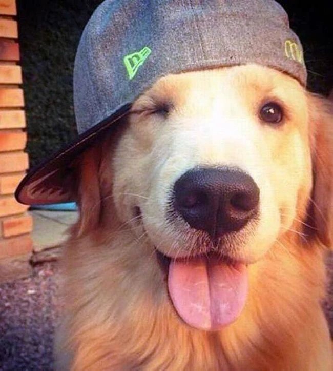 dog thumbnail