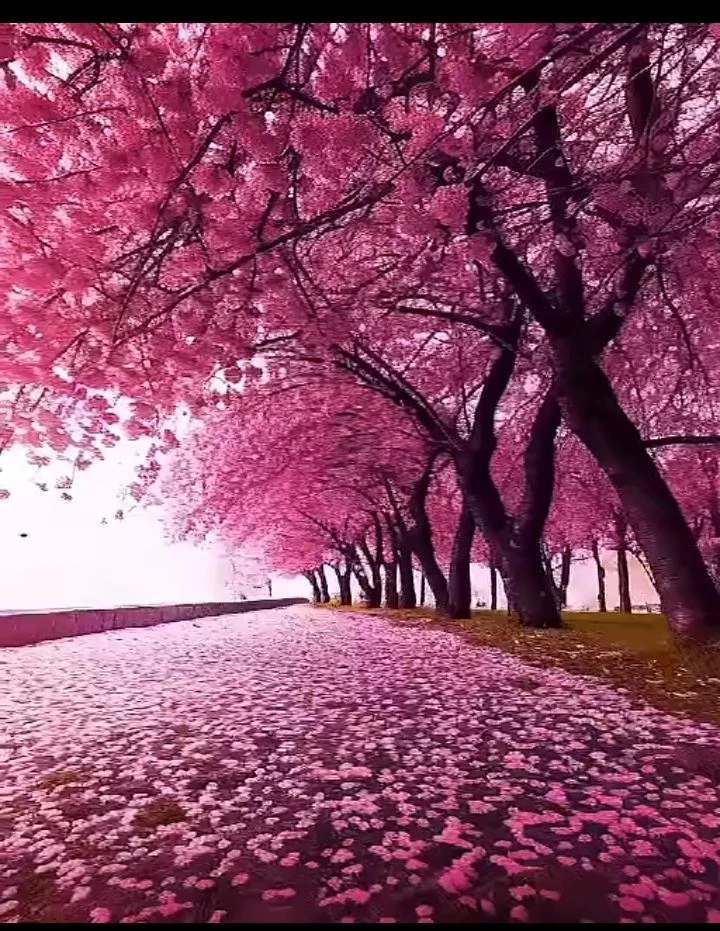 Create your story💮 thumbnail