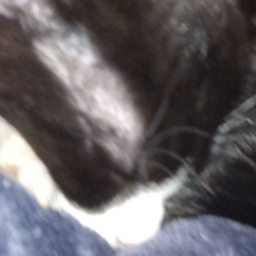 Raylan