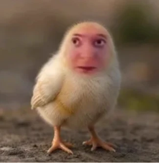 Chicks thumbnail