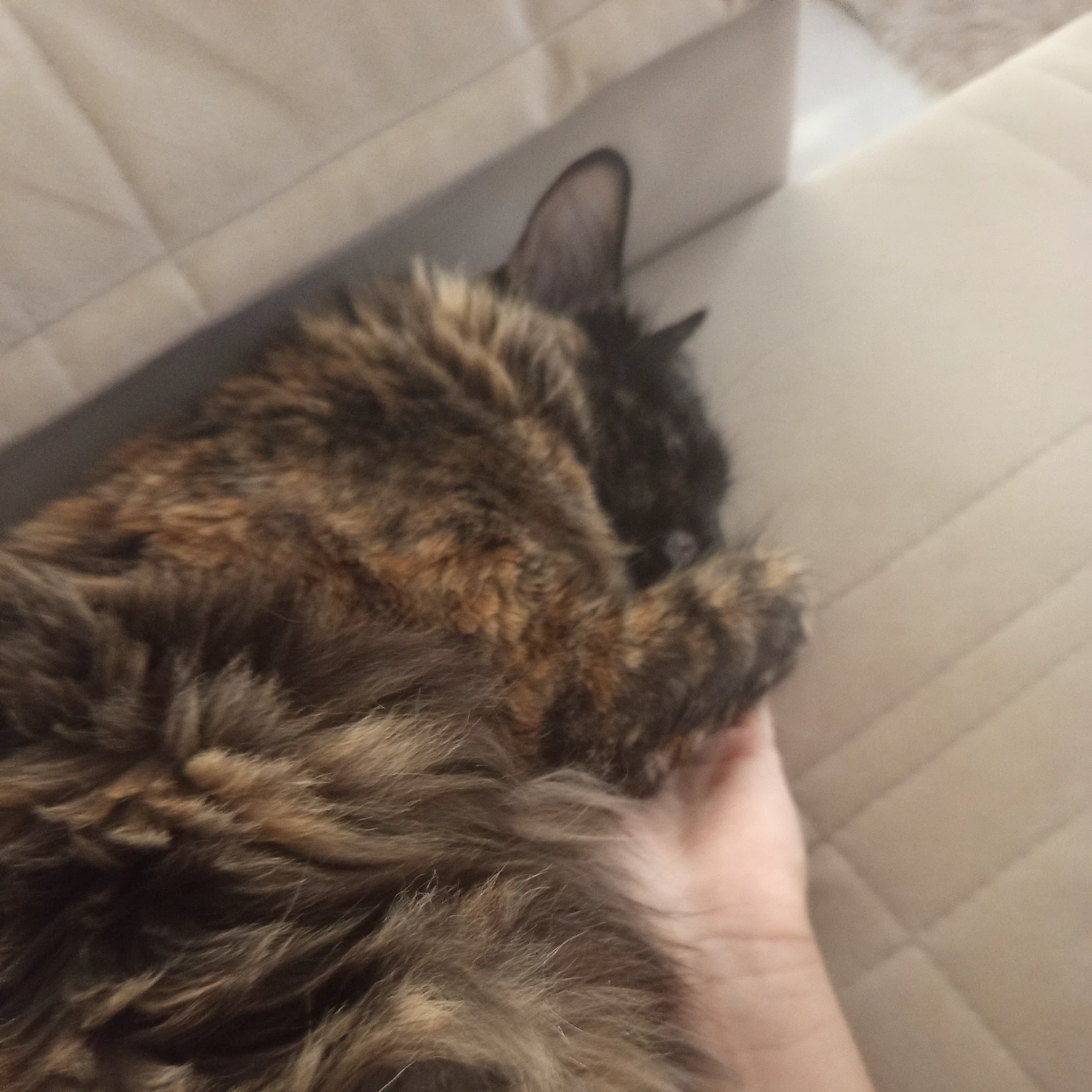 I am sleepy.