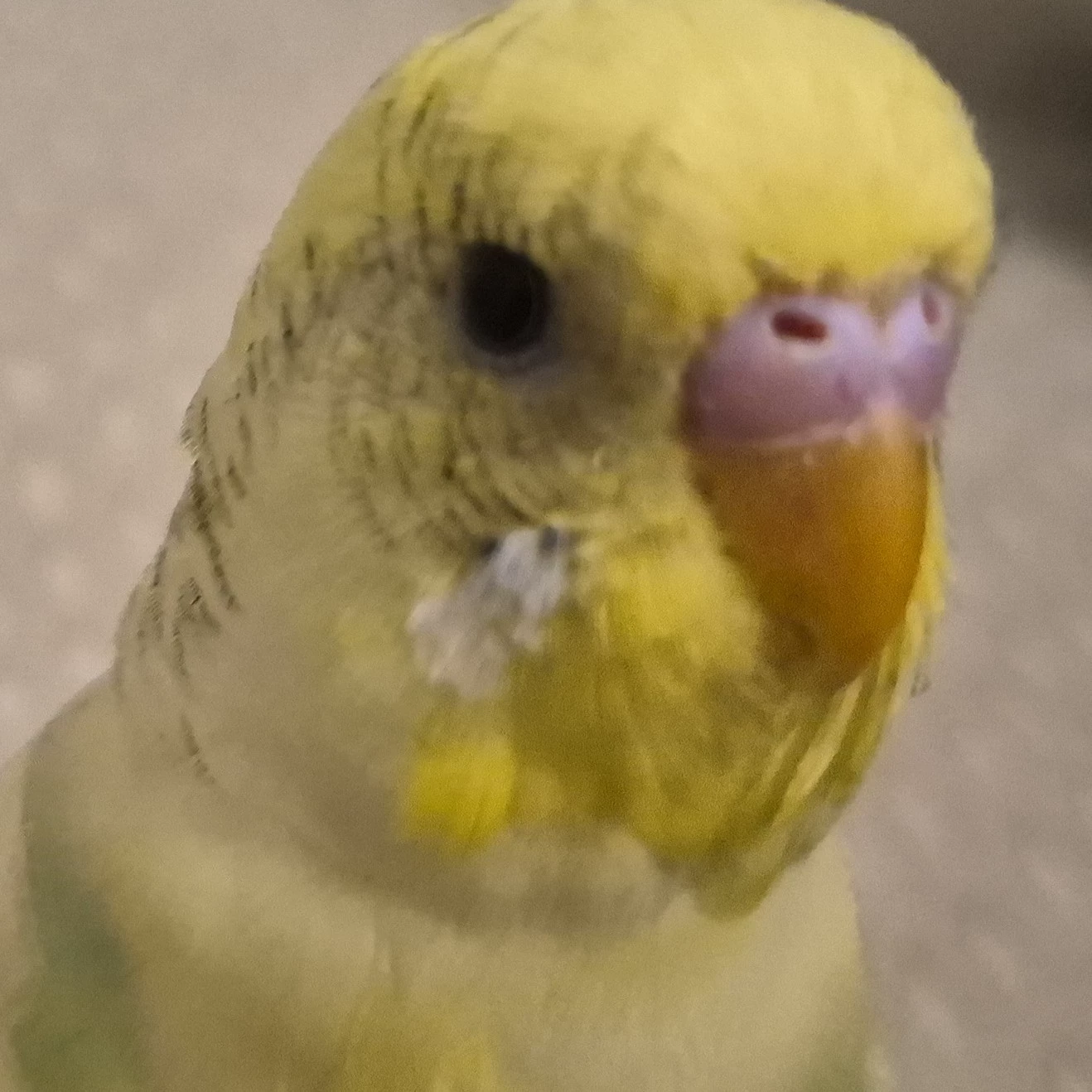 Arya:3