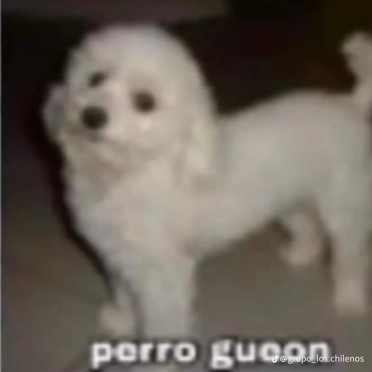 dog dude thumbnail