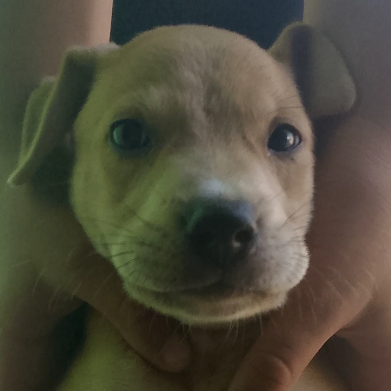 Marcos