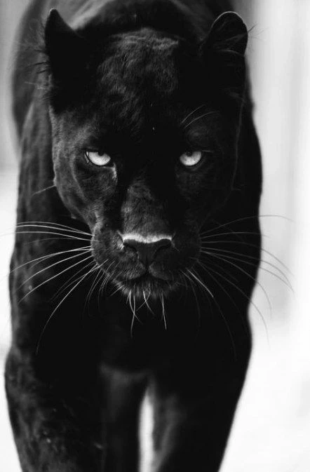 Noir - Black panther thumbnail