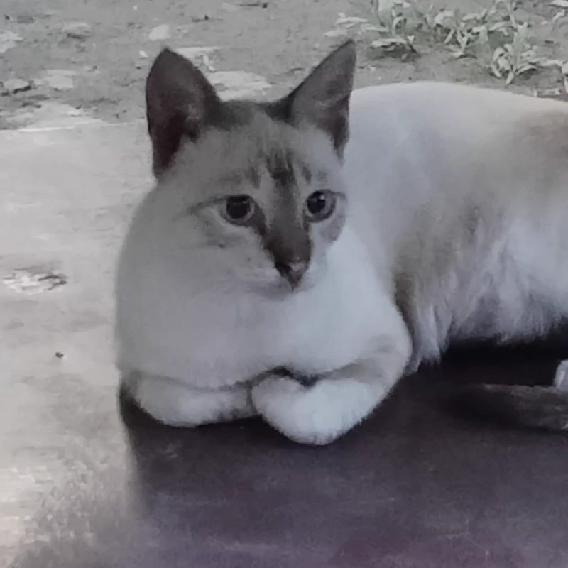 Delilah
