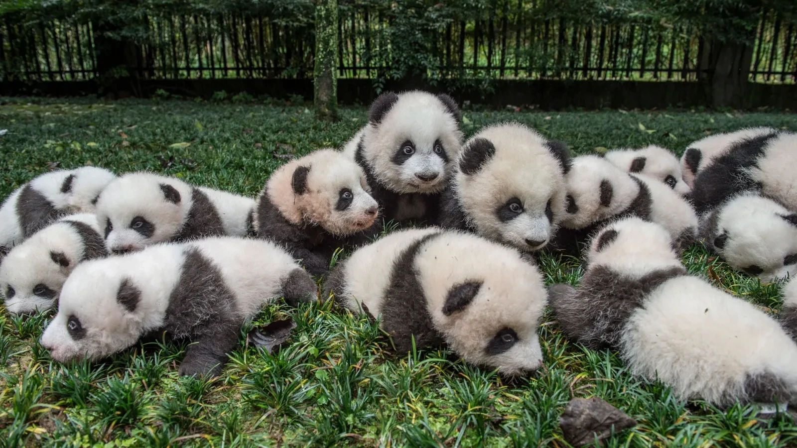 panda zoo 🥰 thumbnail