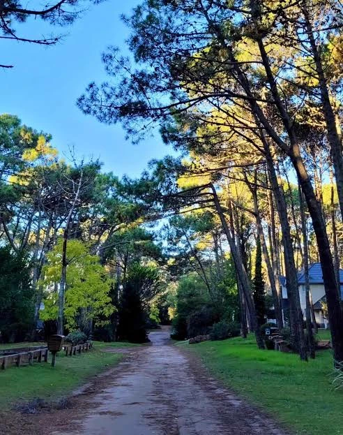 forest neighborhood ❤️ thumbnail