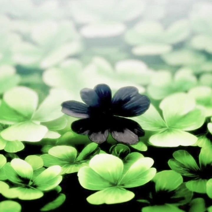 Black Clover thumbnail