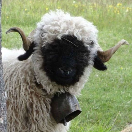 starrysheep