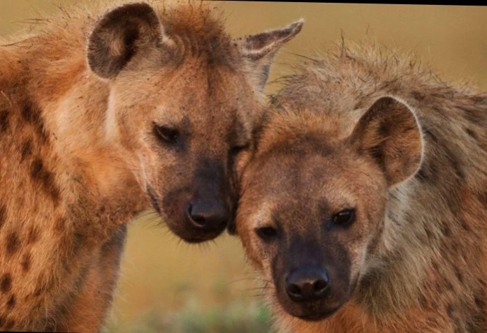 Band of Hyenas thumbnail