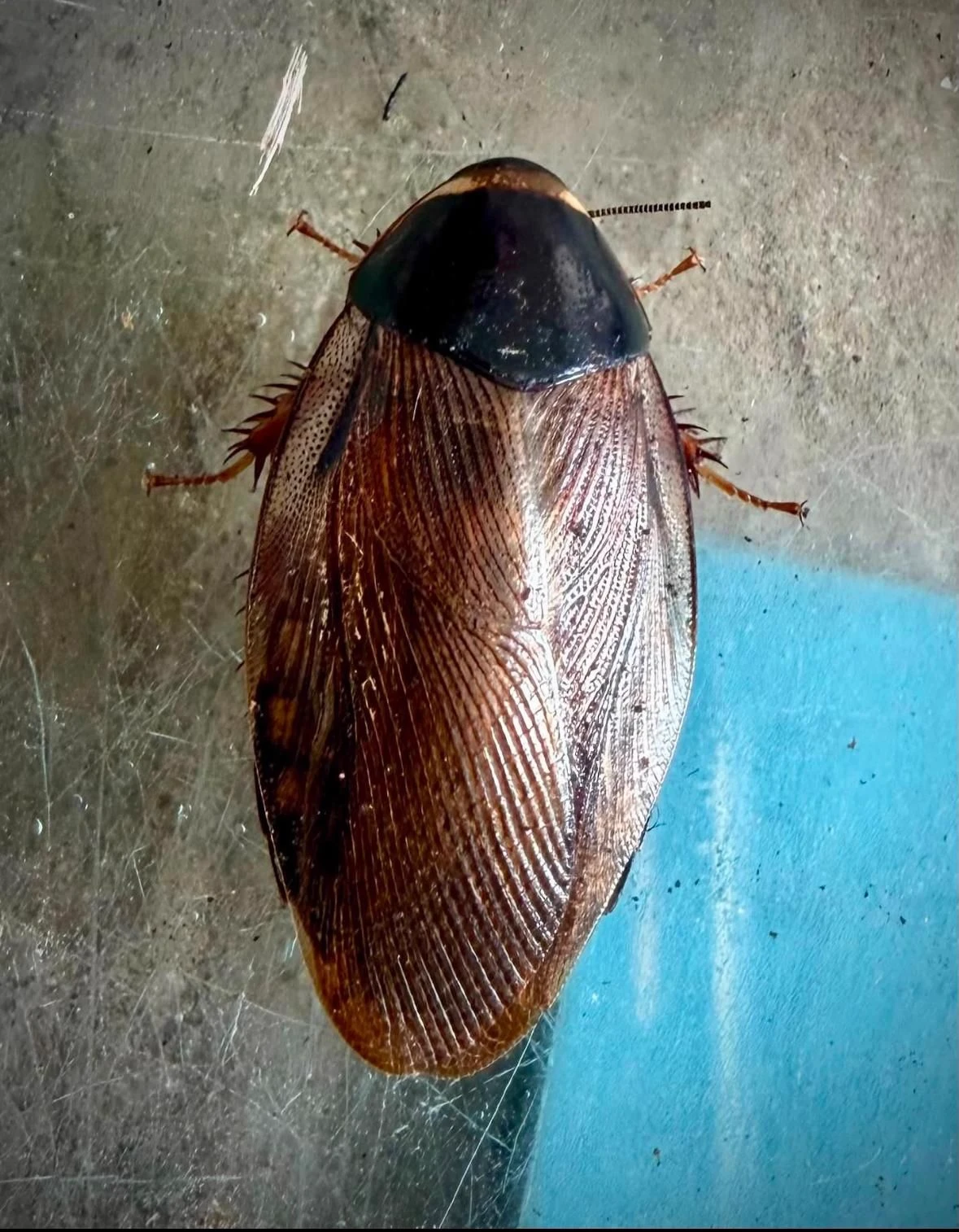 prince cockroach thumbnail