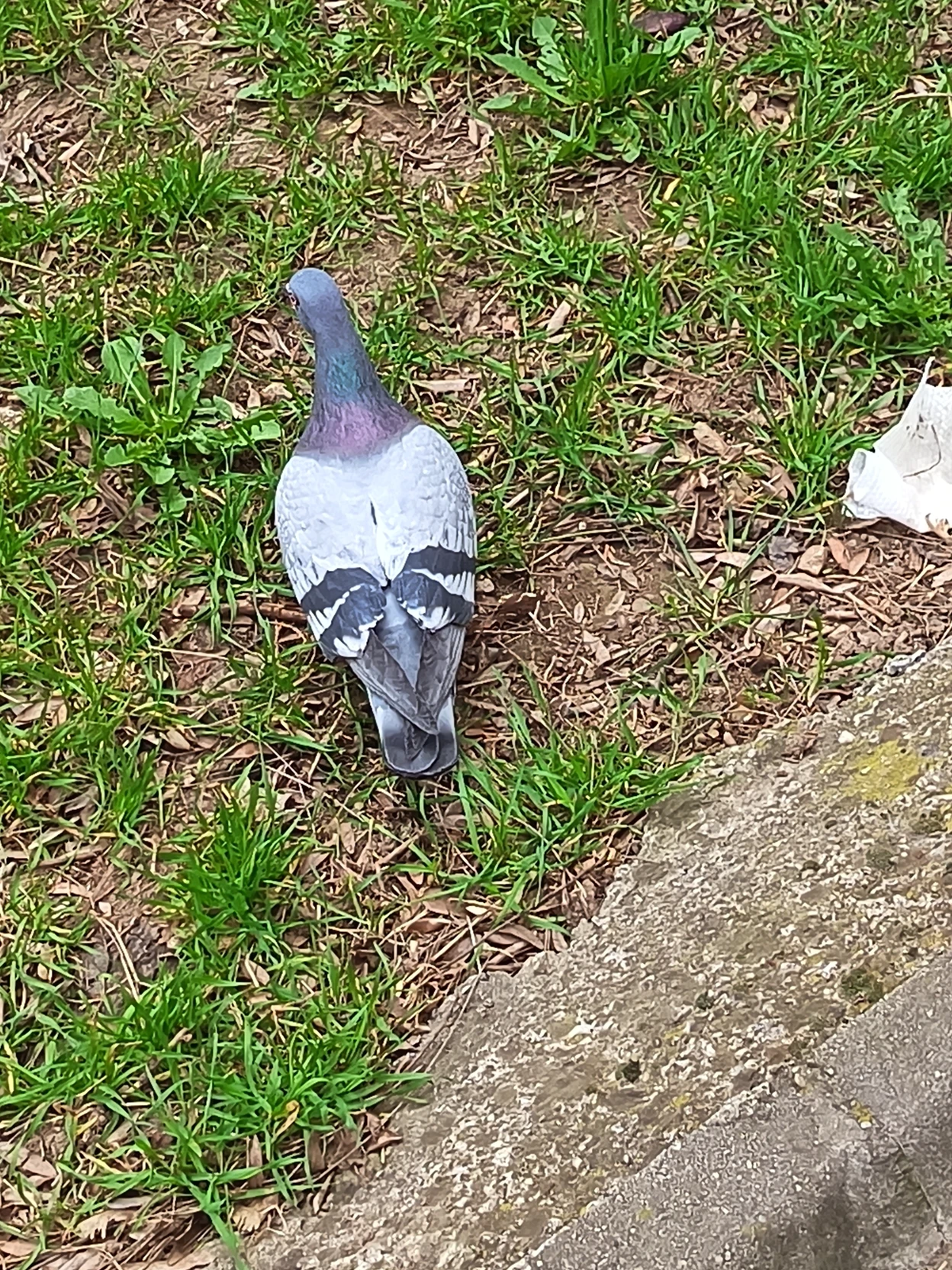 Pigeon (or Sigeon pex) thumbnail
