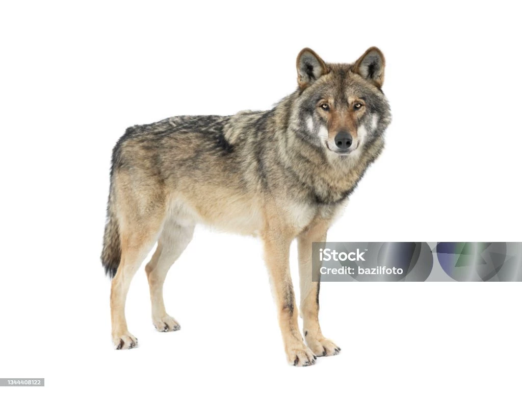 wolf thumbnail