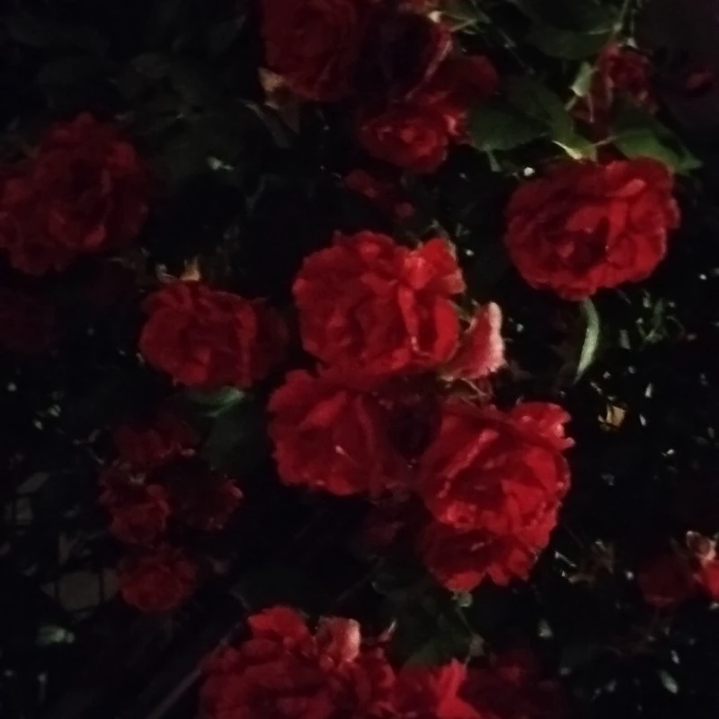 🌹Leon🌹