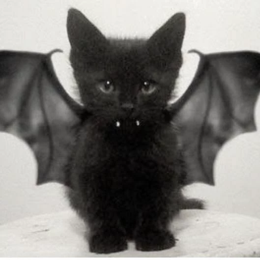 RogerBat🦇