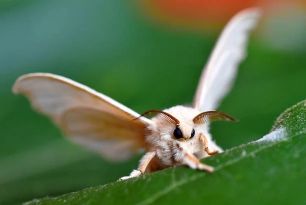 silk moth thumbnail