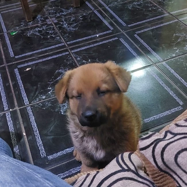 Mimi