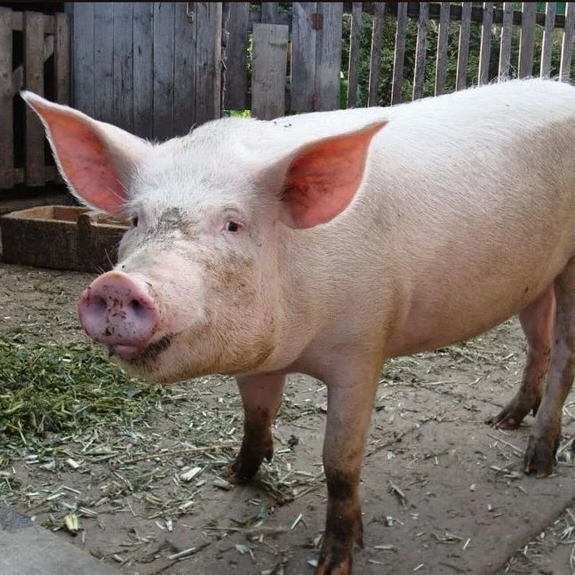 pig thumbnail
