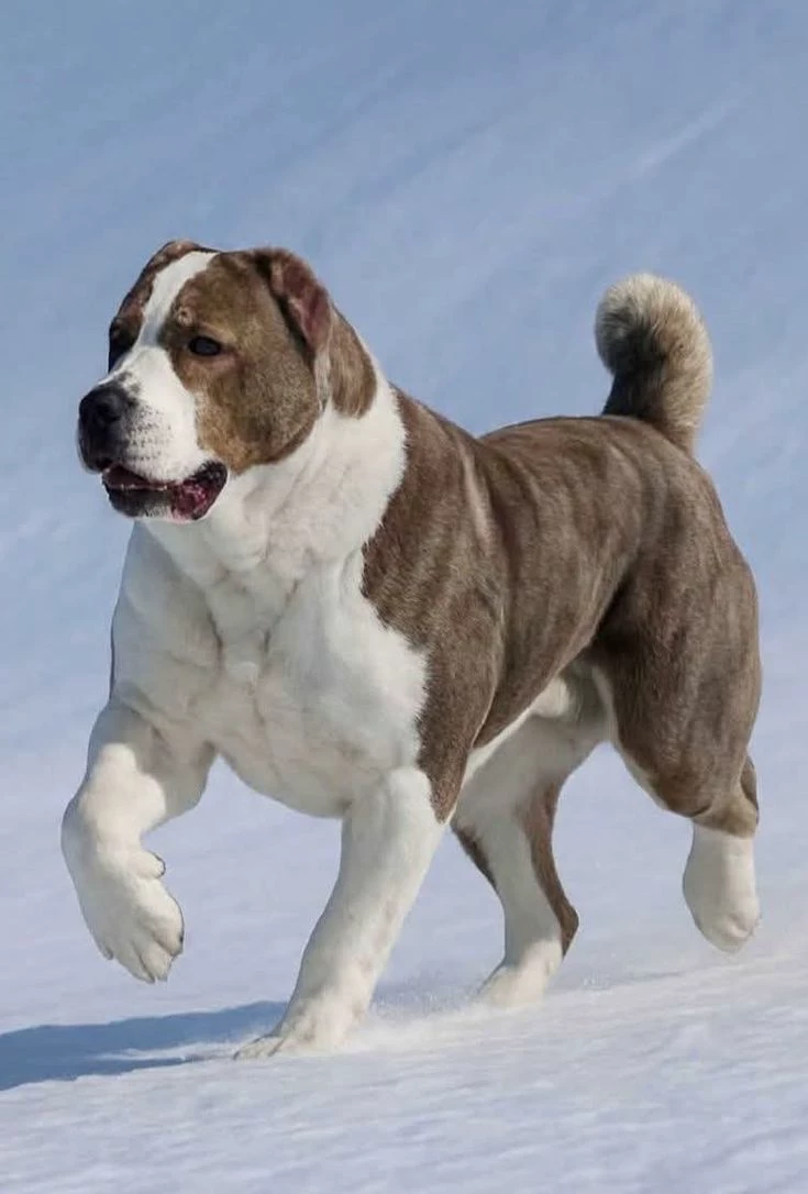the house dog thumbnail