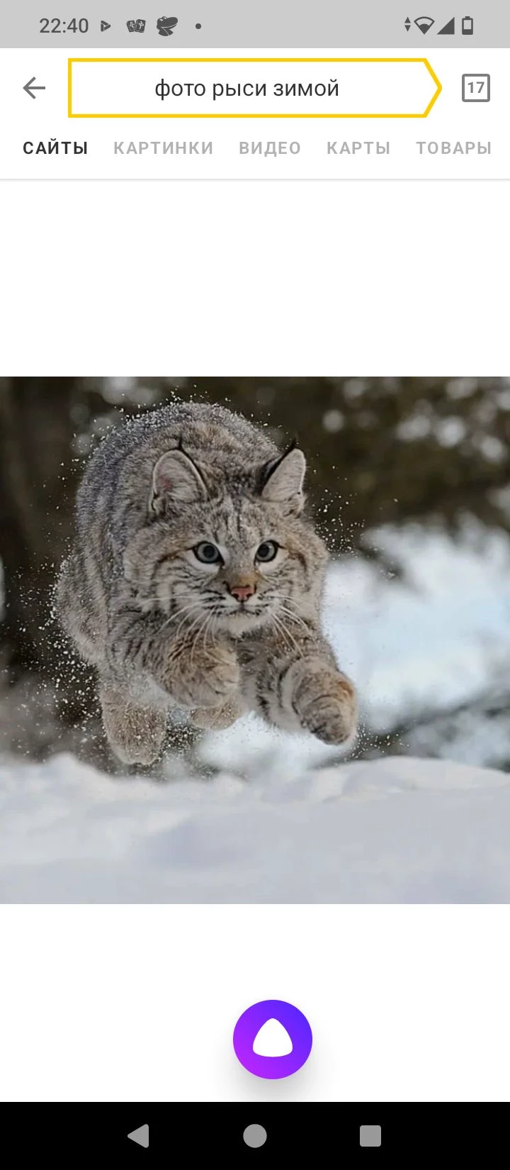 lynx thumbnail