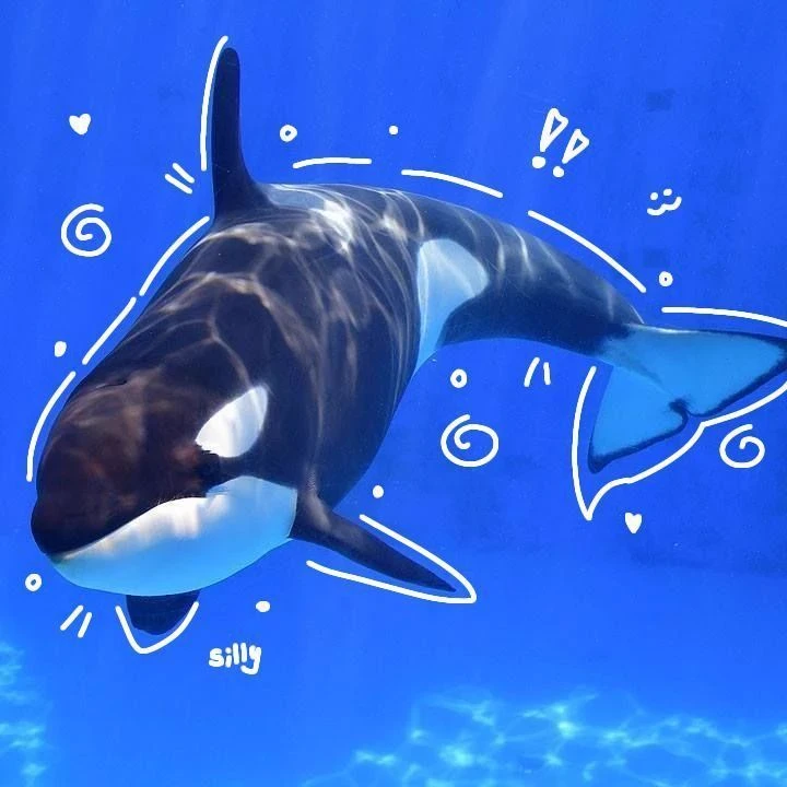 Lone orca - male thumbnail