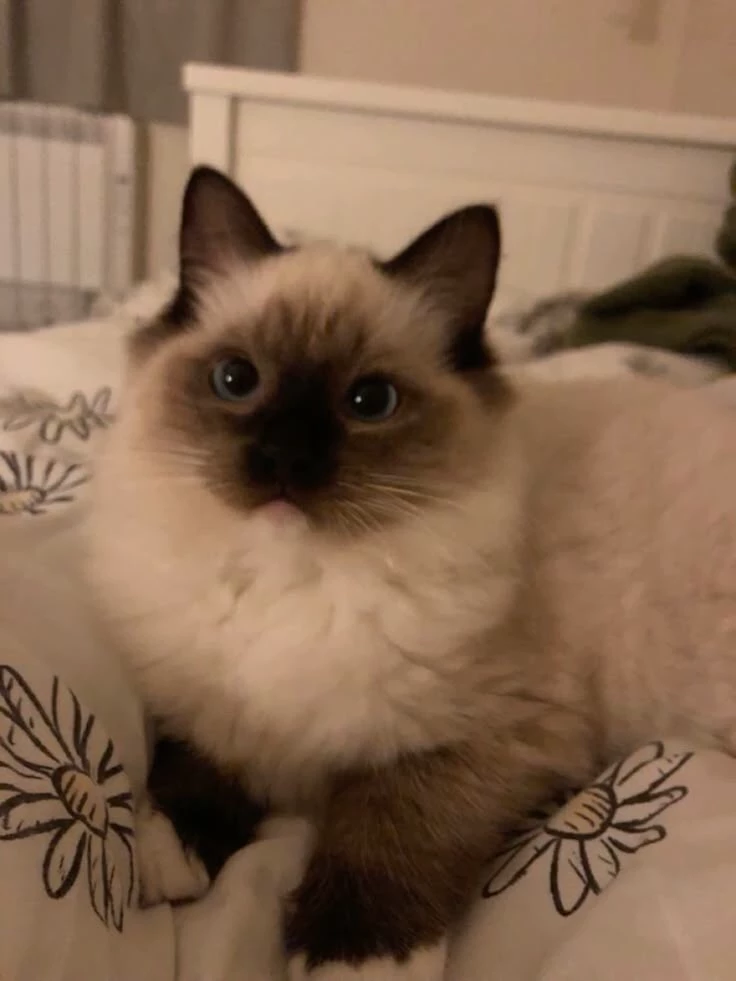 Kitty cat thumbnail