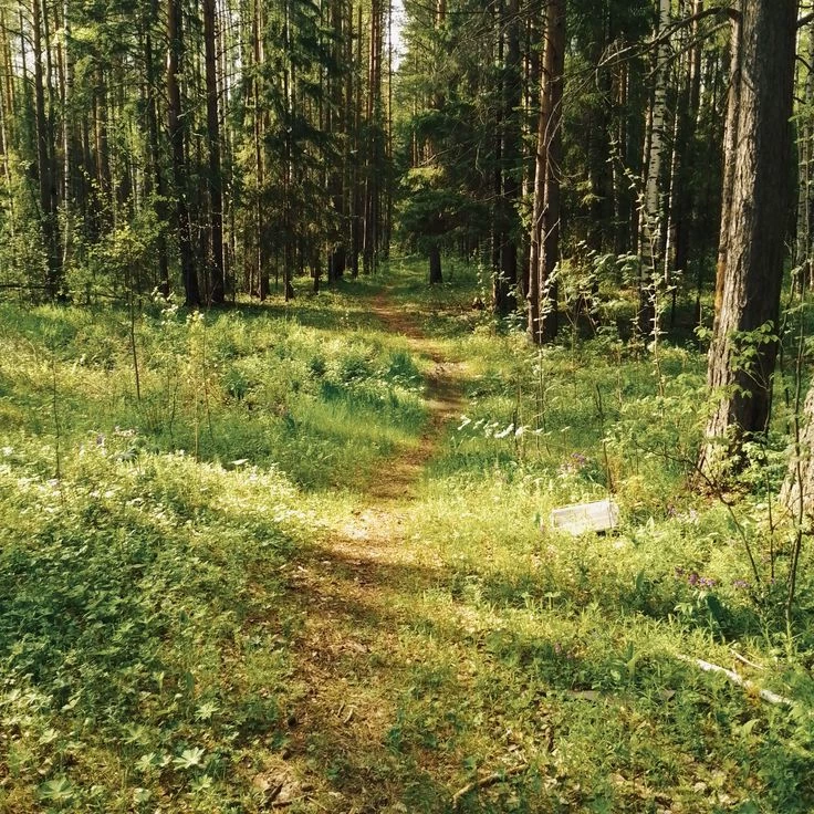 Forest /make up your own story/ thumbnail