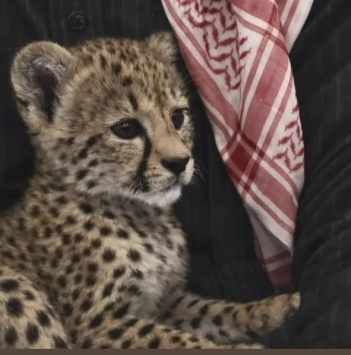 A mafia adopted a little leopard thumbnail