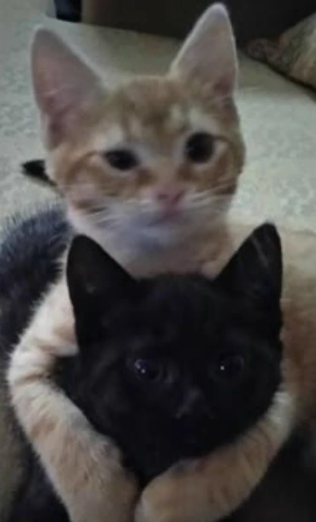 ★\*Mustache, Simon and Otto!! thumbnail