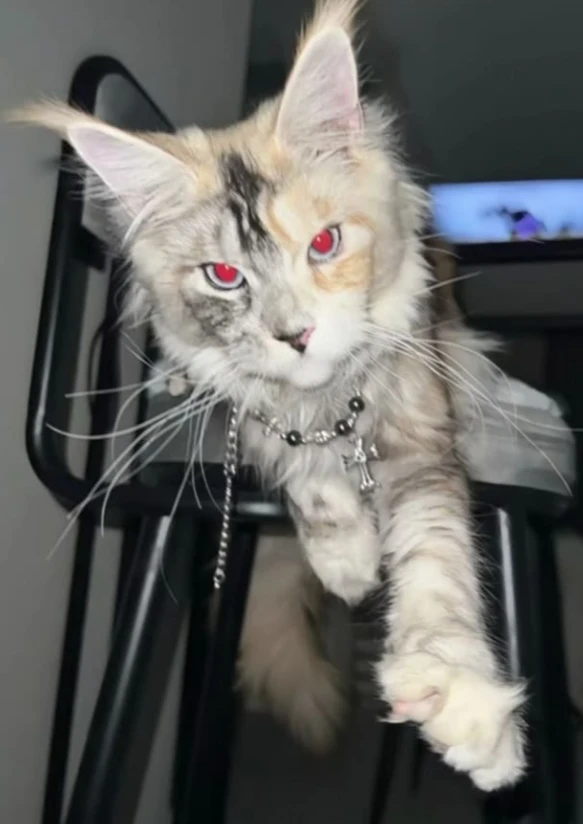 Рони🐾 thumbnail
