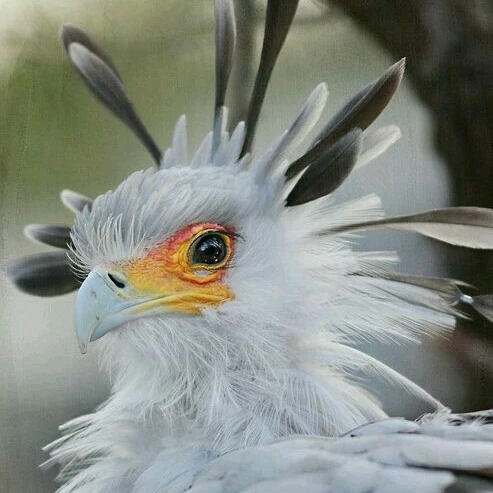 Yuki