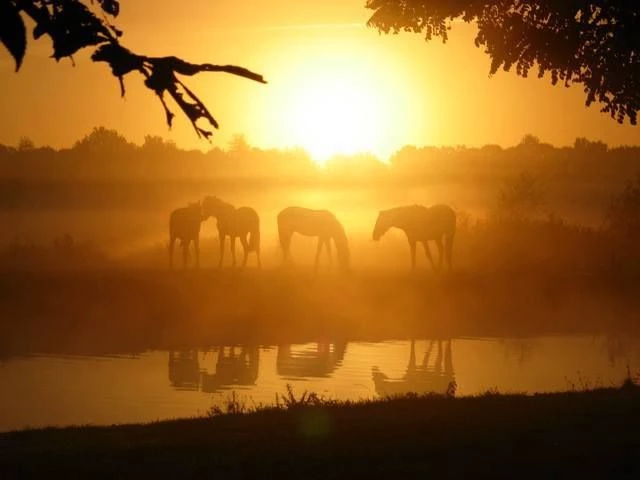 The herd of wild horses thumbnail
