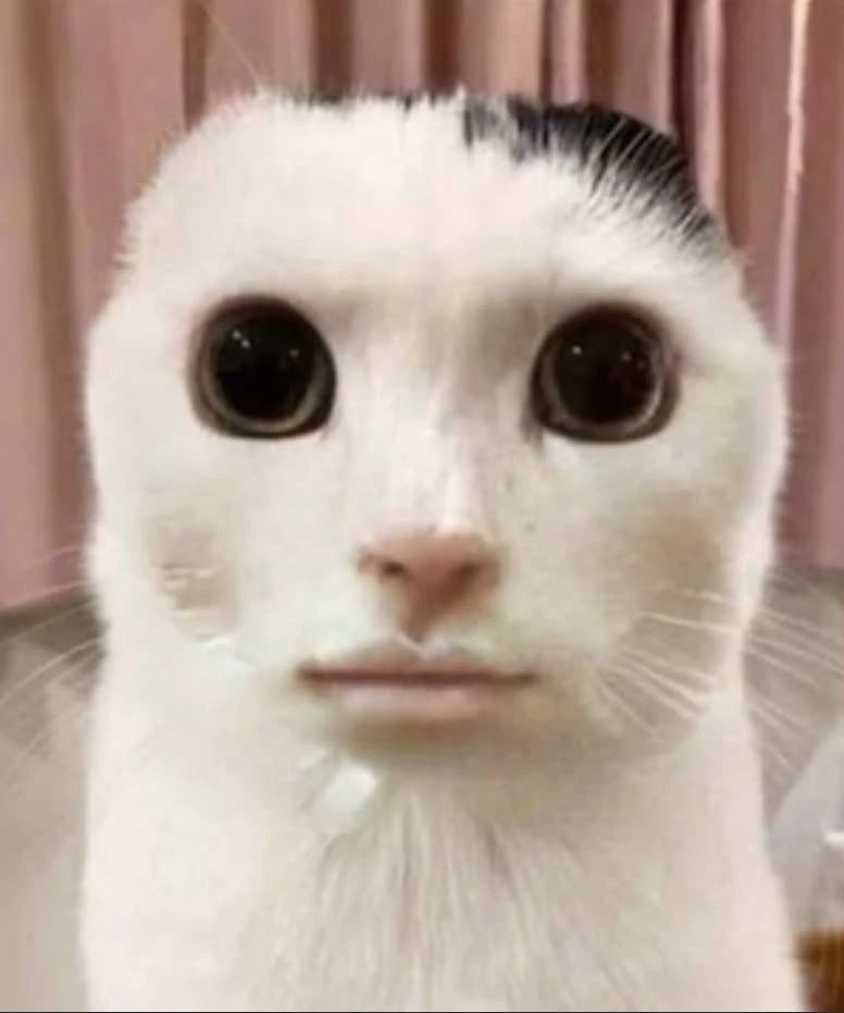 Sigma cat thumbnail
