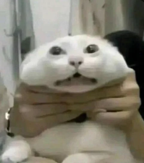 Stupid cat thumbnail