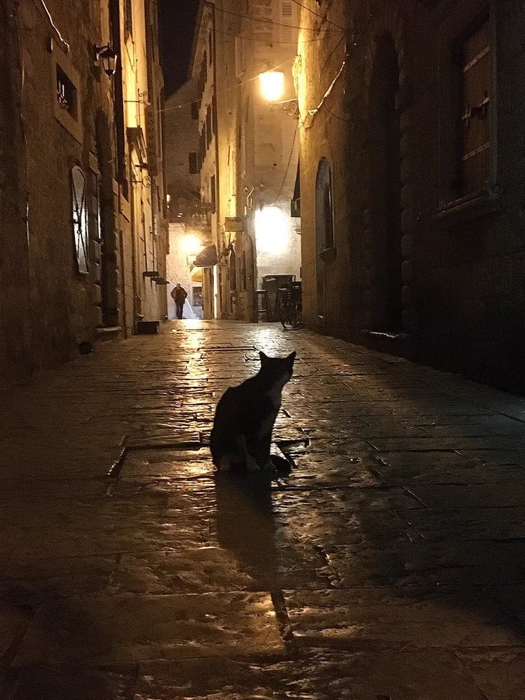 Cats \|RP\| thumbnail