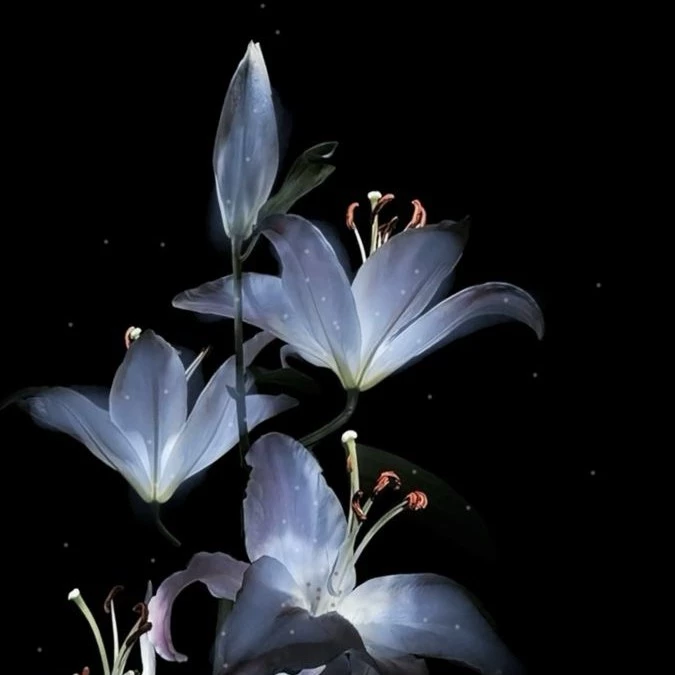 Lily