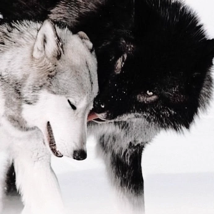 wolf pack  thumbnail