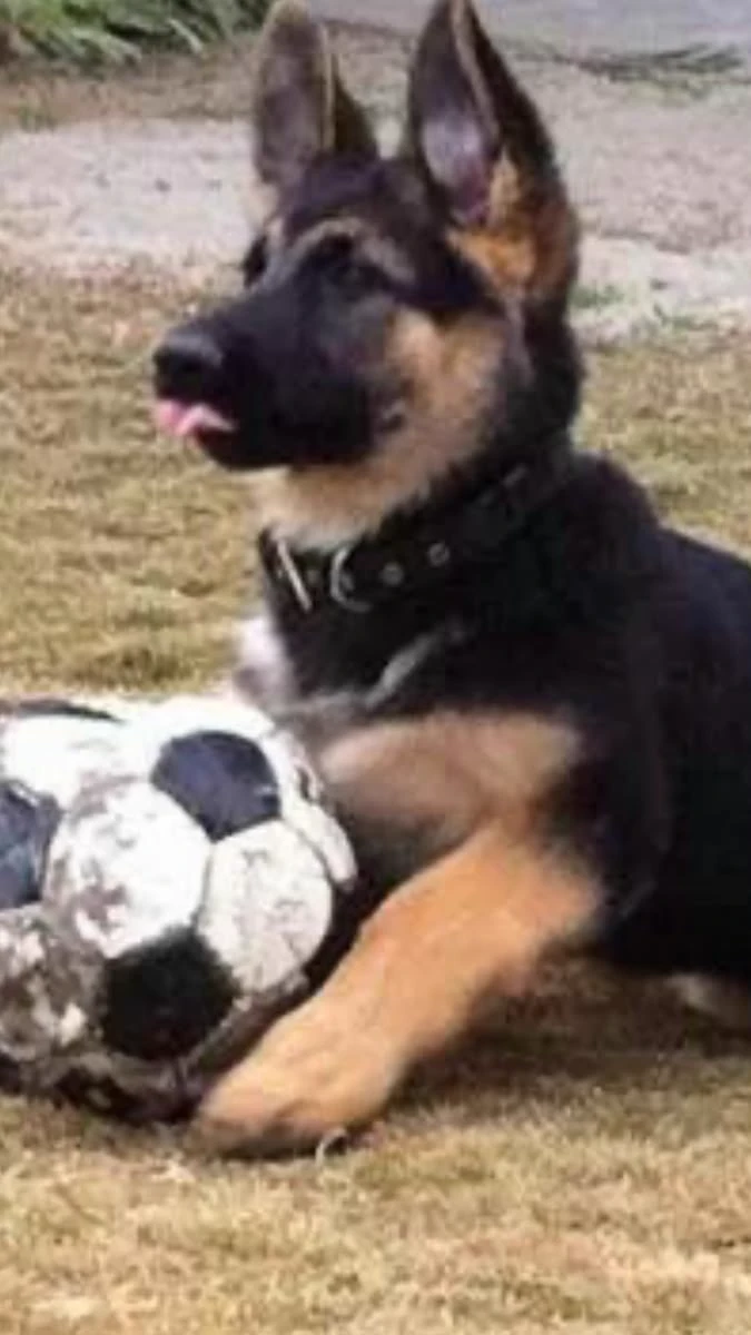 dog thumbnail