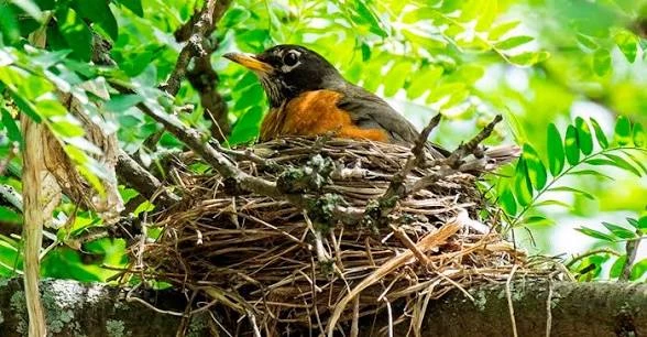 A bird thumbnail
