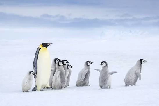 A mother penguin thumbnail