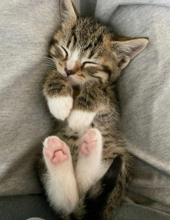 Kitten thumbnail