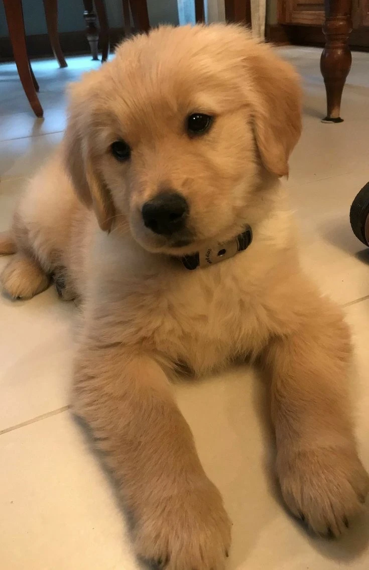 Golden retriever puppy thumbnail