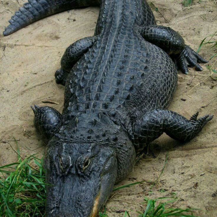 police vs crocodile thumbnail