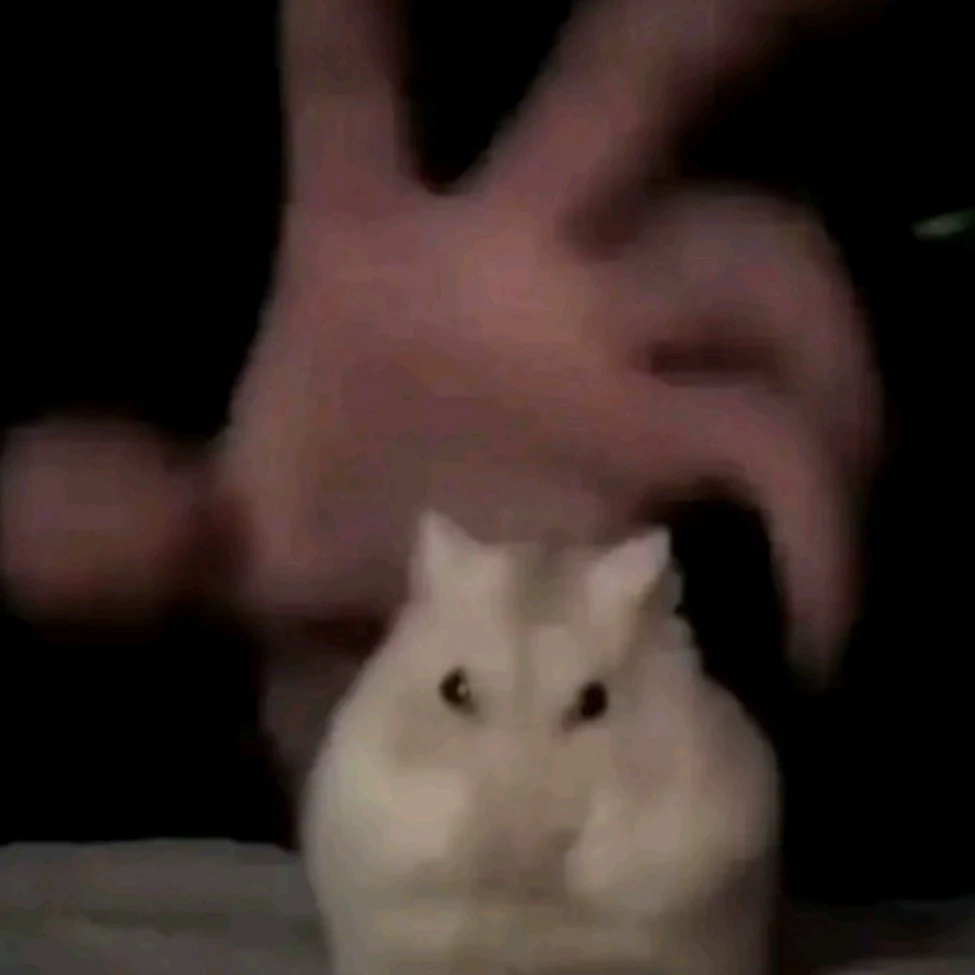 Kapi