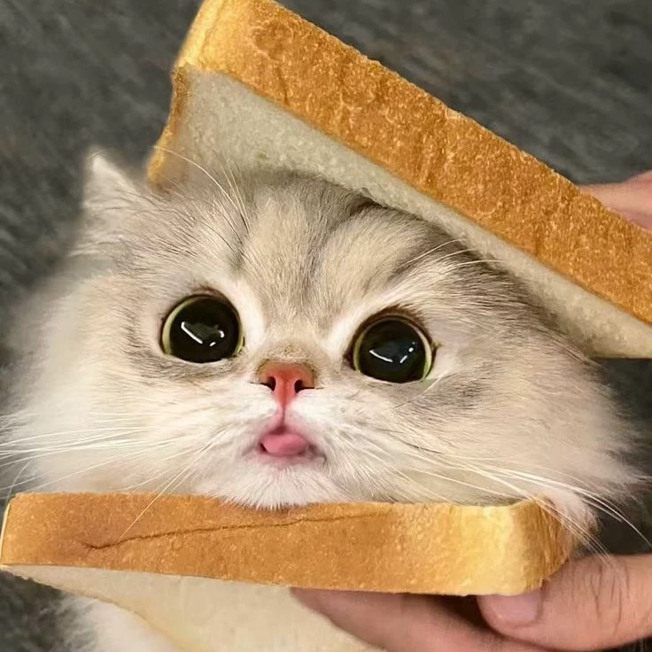 ~`•`~I stole your toast~`•`~