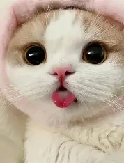 cat thumbnail