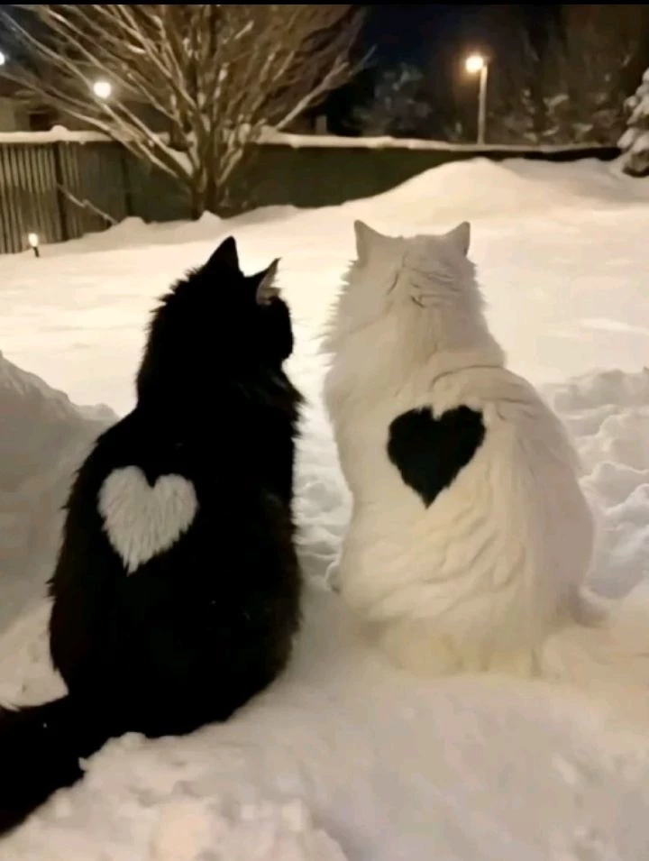 Cats -Bl thumbnail