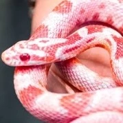 AL