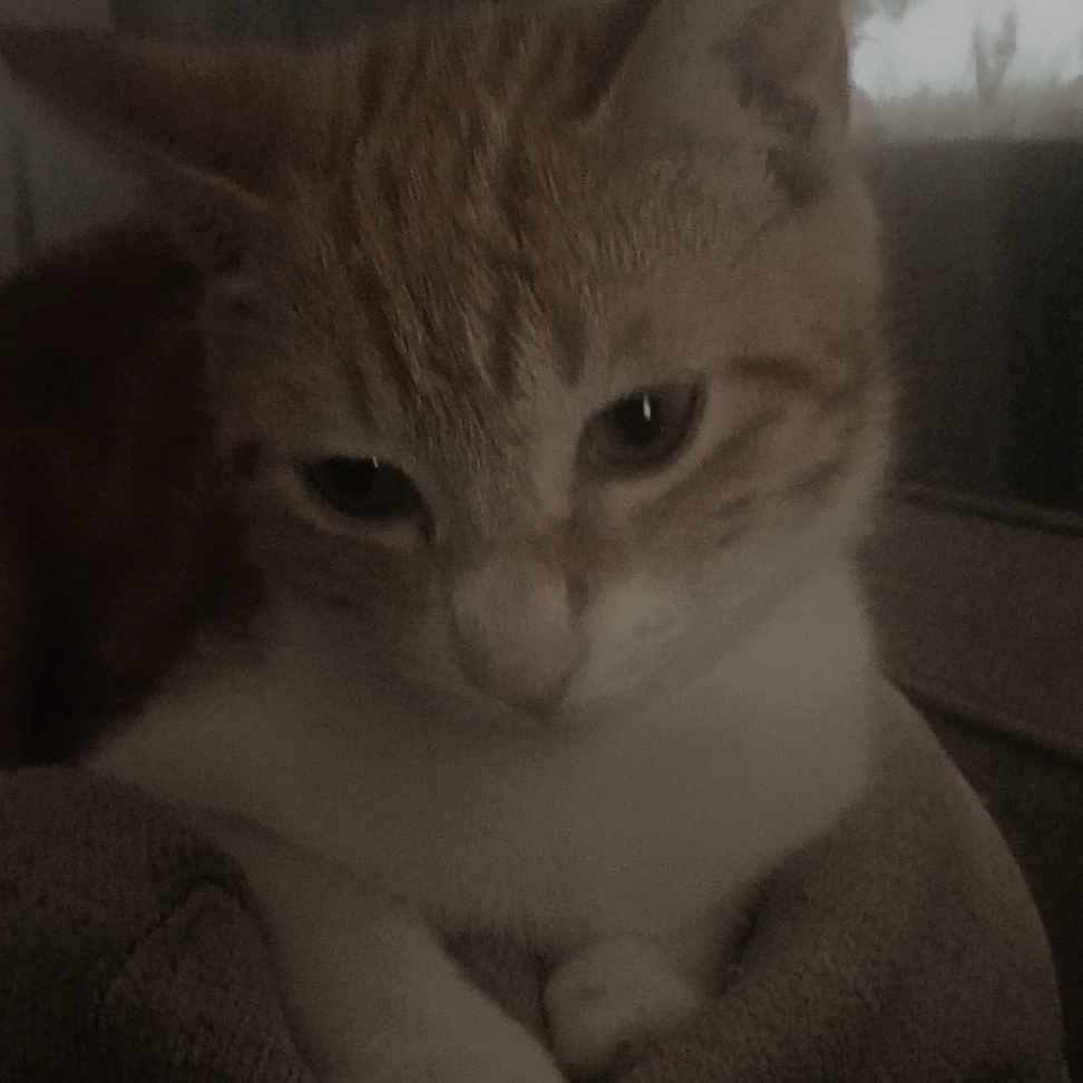 Noah